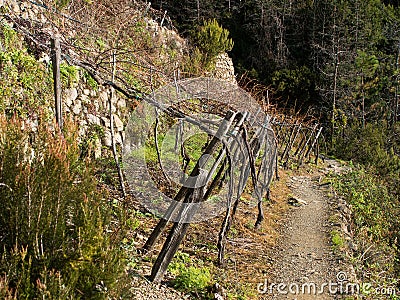 Cinque Terre detail - vineyard with path into the woods, winter Stock Photo